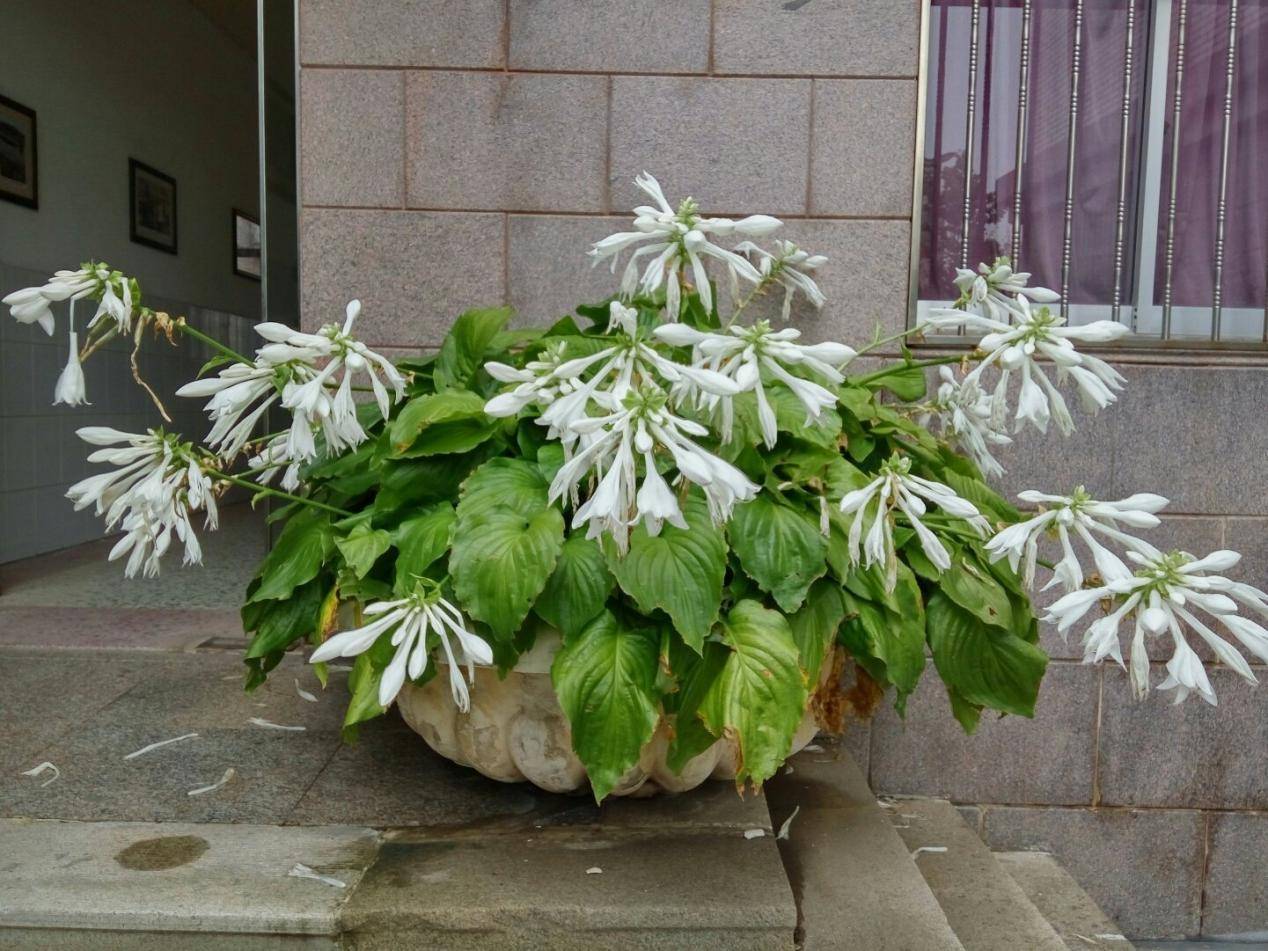 玉簪花,耐阴又耐寒,皮实好养!被誉为"江南第一花"_养护_花朵_开花