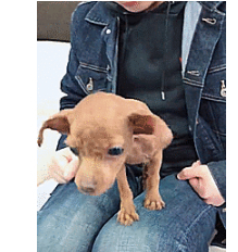 原创泰迪因皮肤病被剃光毛主人看了难以置信这是谁家的丑狗