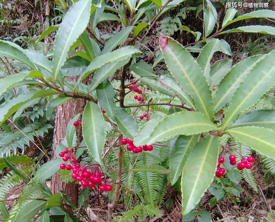 黄金万两植物图片高清图片