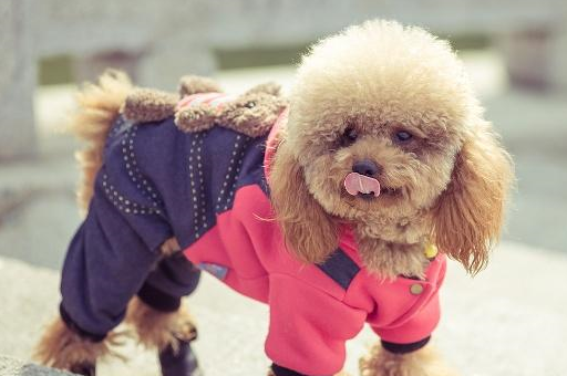 原创不能对泰迪做的5件事你知道吗不但伤它的心还伤身