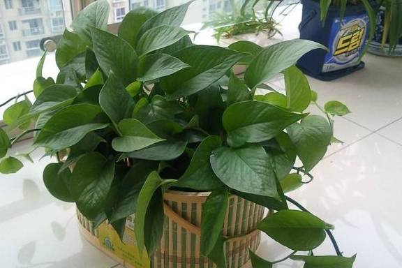 原创植物除甲醛方法可行吗5种常见植物对于甲醛的效果