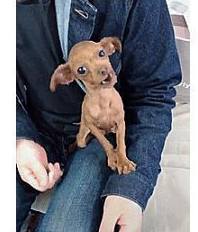 原创泰迪因皮肤病被剃光毛主人看了难以置信这是谁家的丑狗