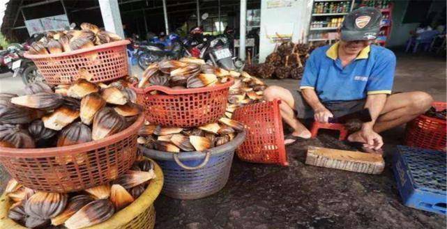 原创在中国濒临灭绝的水果在越南却很泛滥甚至双倍价格出口给中国