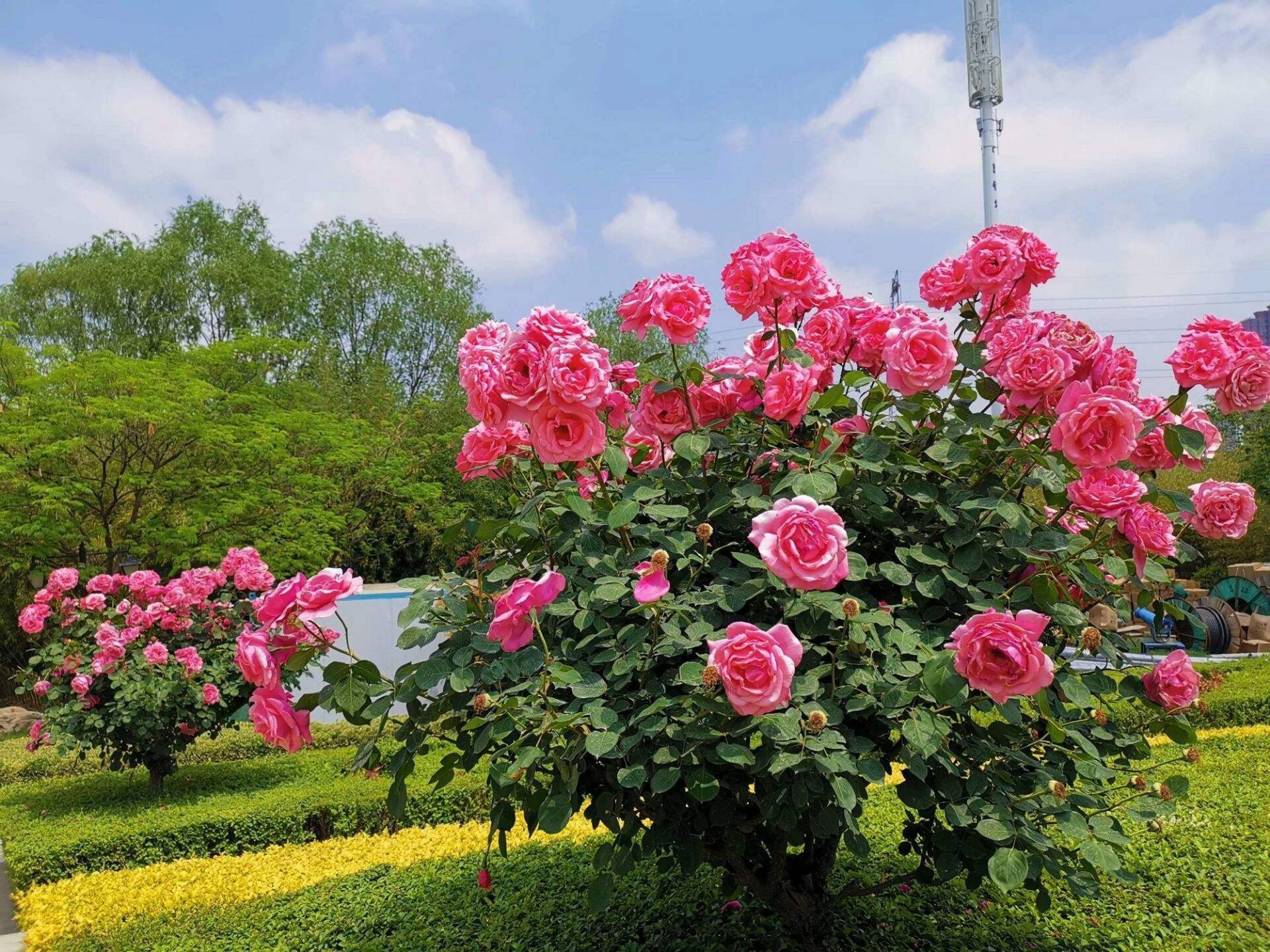 湖南省植物园路线图片