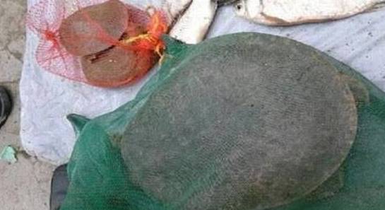 螃蟹_味道_土鳖