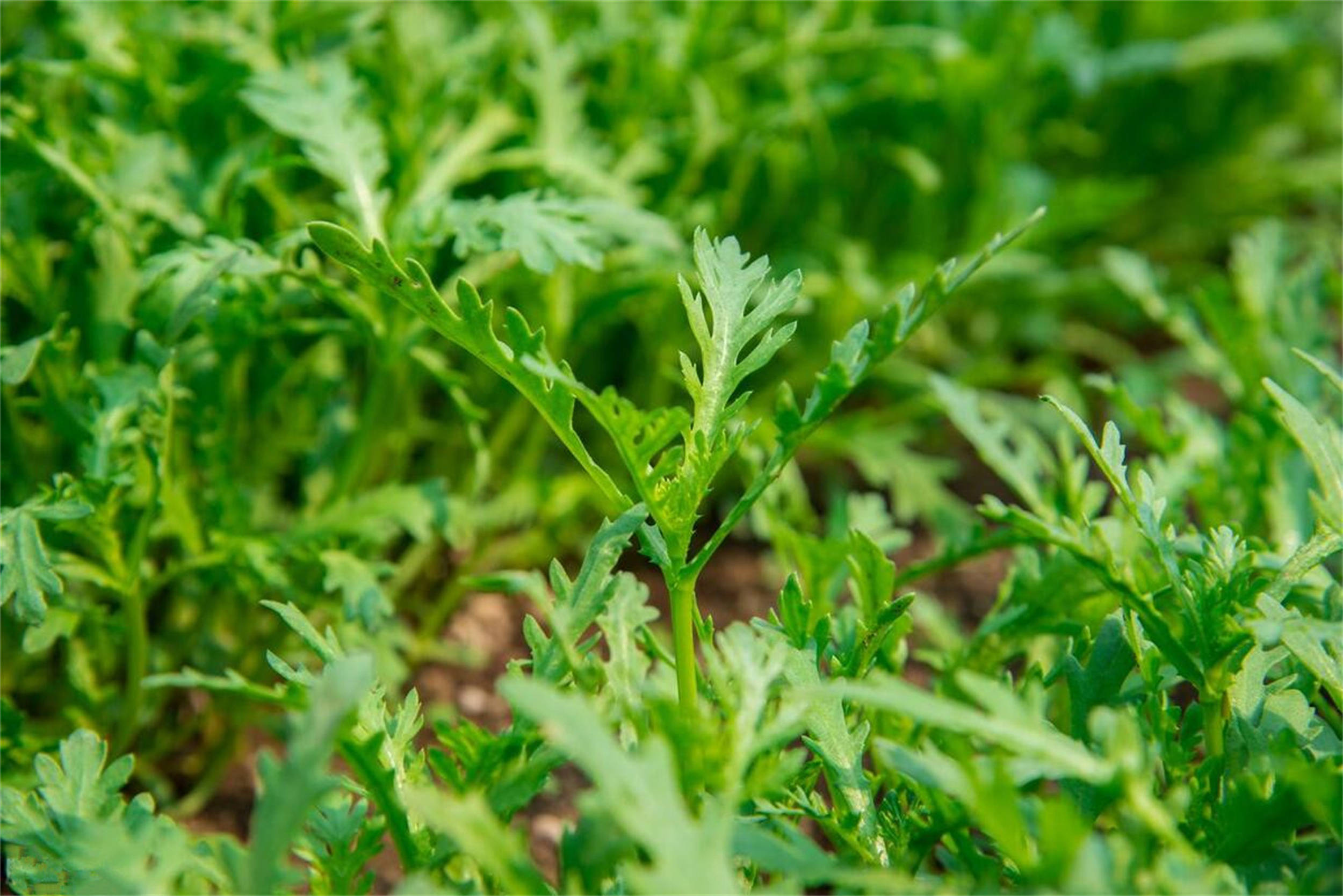 原创春季养肝等于养命牢记吃这4样养肝这3类伤肝建议多了解