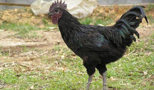 珍稀禽类,素有"滋补胜甲鱼,养伤赛白鸽,美容如珍珠"之称_德化_养殖