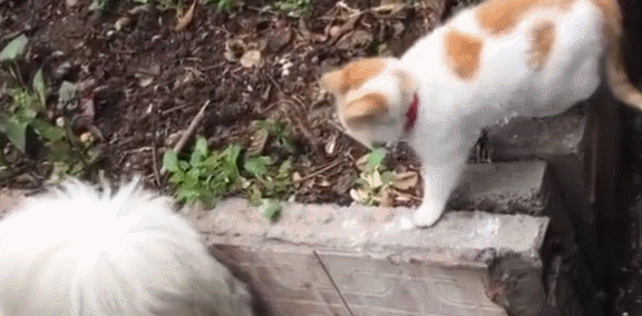 原创猫咪去摸狗狗屁股差点被狗咬狗老虎屁股能乱摸