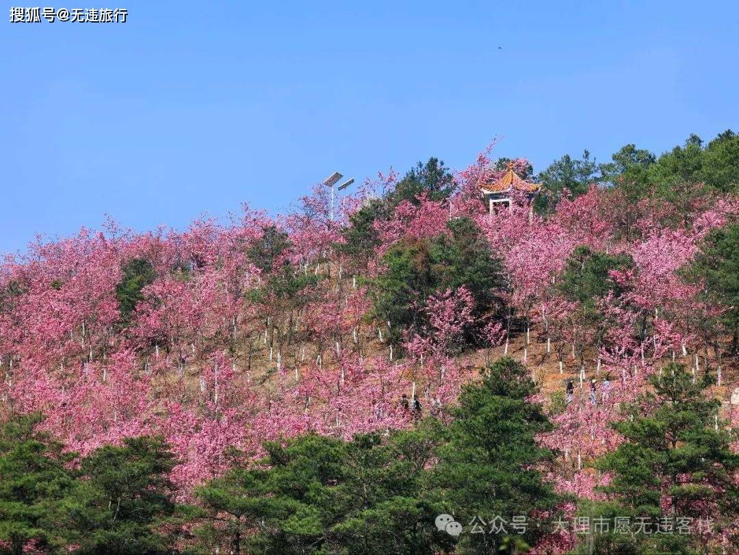 2024年马龙樱花节:有爱必达,赏花正当时!(附详细攻略)_活动_曲靖_景区