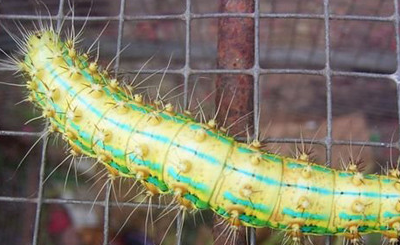 农村这家伙,乍一看,以为是毛毛虫,吓人一跳!其实它是难得美味