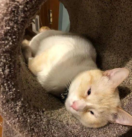 领养回来一只猫网友李荣浩也能领养67