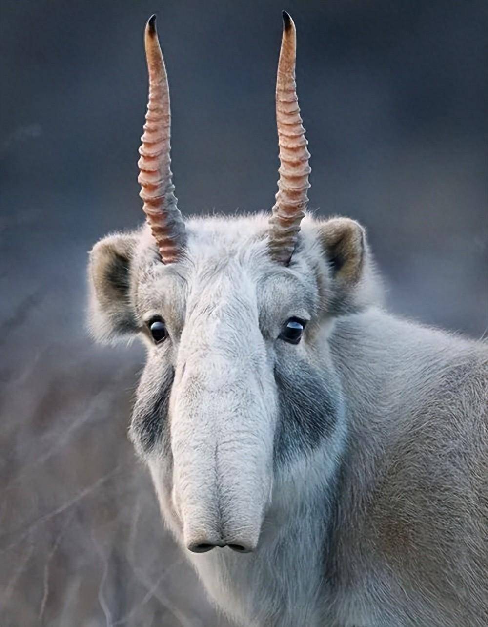 【动物趣谈】高鼻羚羊:大鼻子的魅力与生存智慧