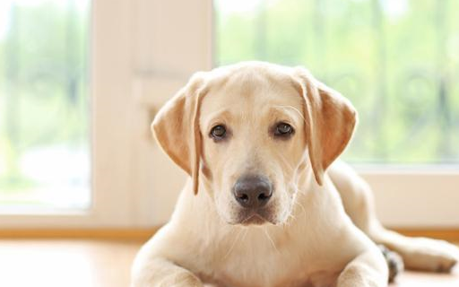 原创选择金毛犬还是拉拉犬是要选择公的还是母的