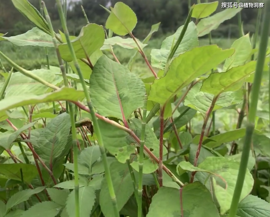 原创火炭母又称白饭草乌饭藤有4大作用价值极高农民朋友要了解