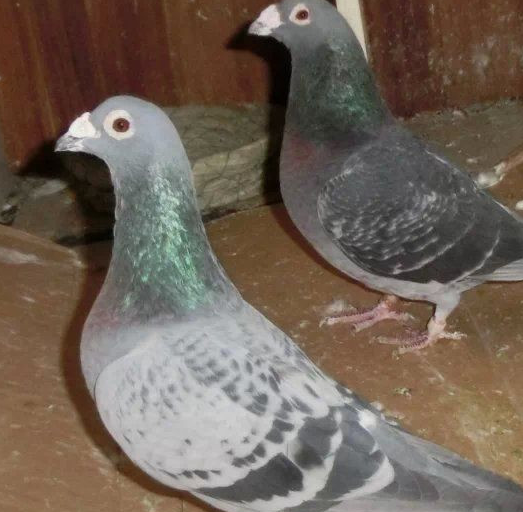 整理_情况_鸽子