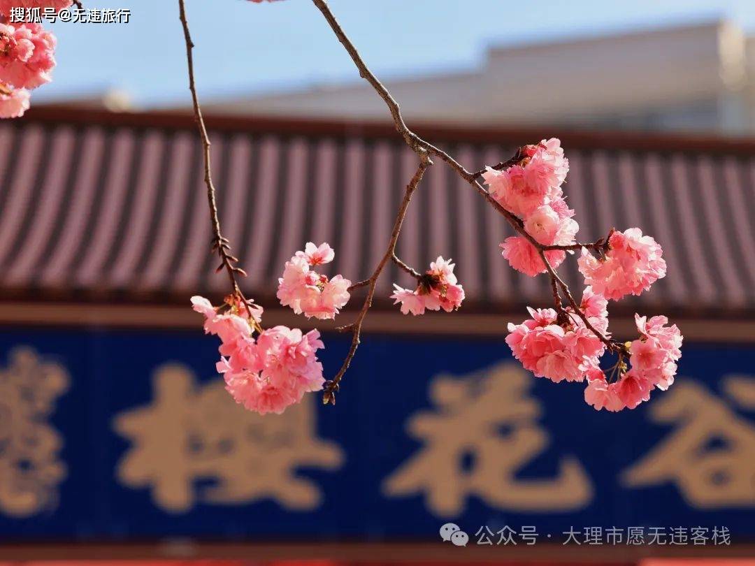 原创2024年马龙樱花节有爱必达赏花正当时附详细攻略