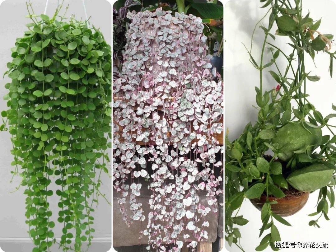 原创7种很可爱的垂盆多肉植物春暖后就可以入手适合新手