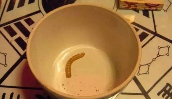 原创蛊究竟指什么为何历代王朝律法对养蛊行为的处罚如此严重