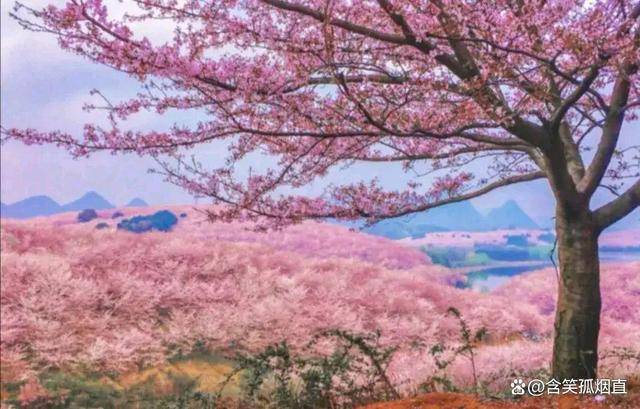 贵州平坝樱花旅游有哪些地方好玩