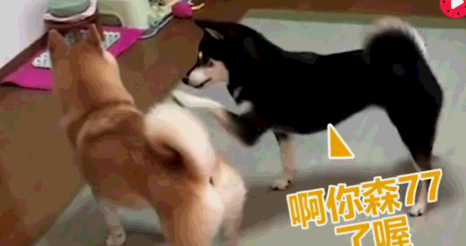 原创柴犬妹妹快把哥哥逼疯了没事就摸屁股拍头呼脸好欠揍