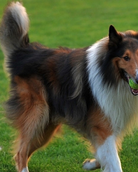 原创七大星座萌哭的宠物狗白羊座的比熊犬狮子座的好萌