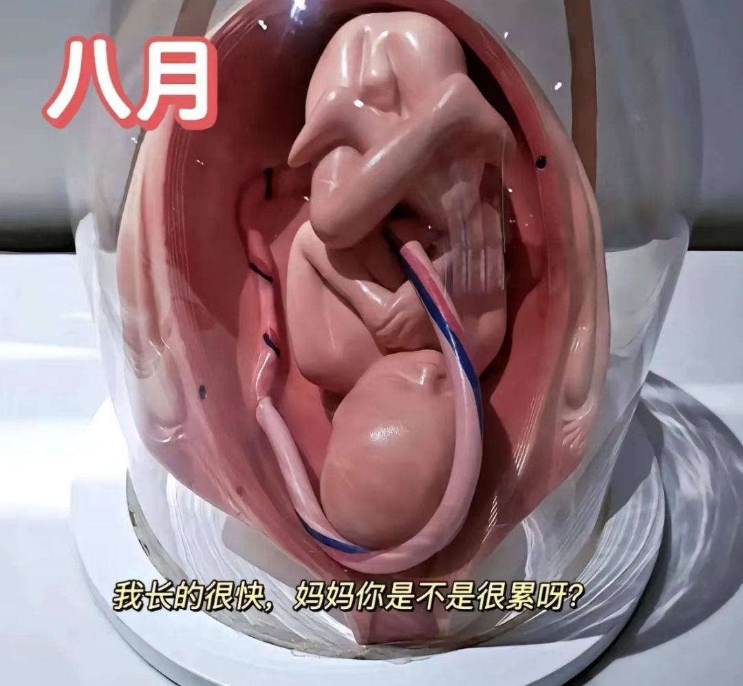 一组3d图记录怀胎十月