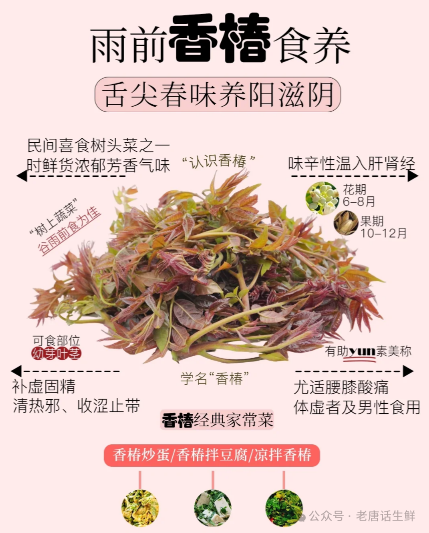 春吃芽都有哪些芽全国各地的春芽有哪些