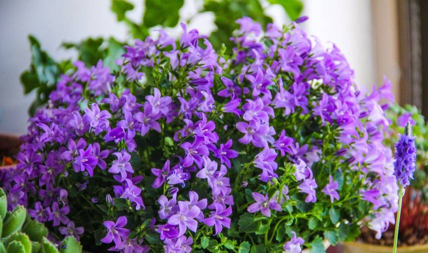 原创忘了绿萝吊兰这种盆栽绿植漂亮又好养花多易爆盆值得拥有