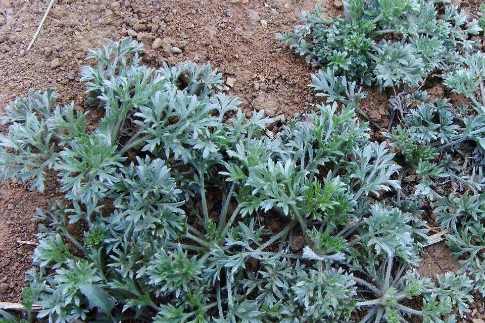 原创春天到了爱吃野菜的朋友请不要错过这5种最后1种最有味道