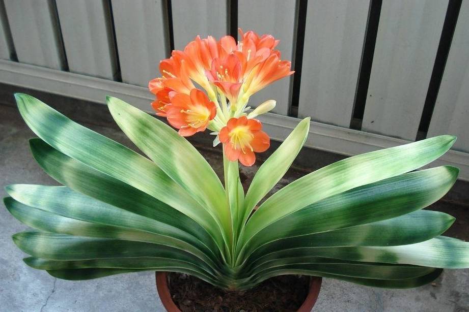 原创家里的君子兰喂点羊粪叶子呼呼长养花成就感十足