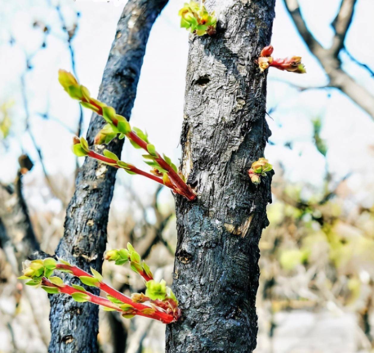 原创大火之后的澳大利亚植被悄然复苏然而另一场悲剧却偷偷降临