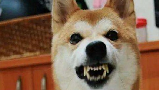 第五种:紧张的表情当狗的脸部肌肉僵硬,眉毛突出,白色的眼球呈半月形