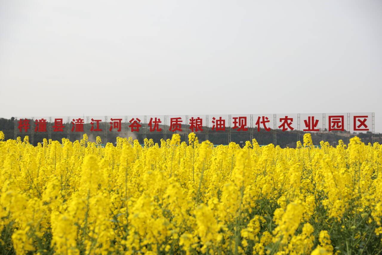 旅游四川梓潼潼江河谷油菜花开春意浓烂漫花海引客来