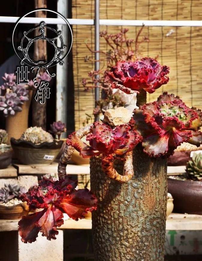 原创大神私藏10年的多肉老桩枝干长得手腕粗谁看谁心动