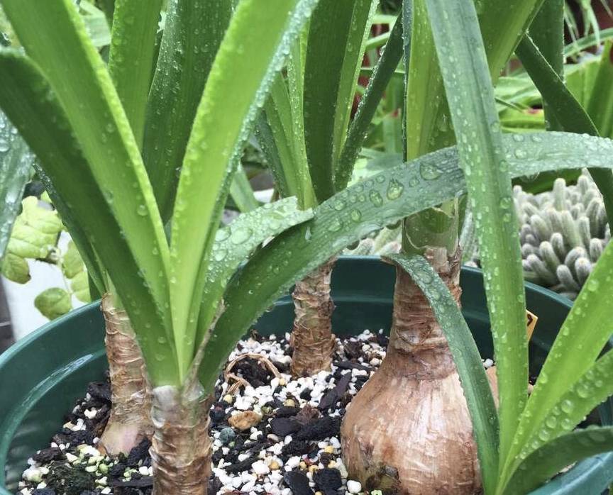 原创烂根花败的朱顶红别扔1个种球切几刀养2月冒出30个小苗