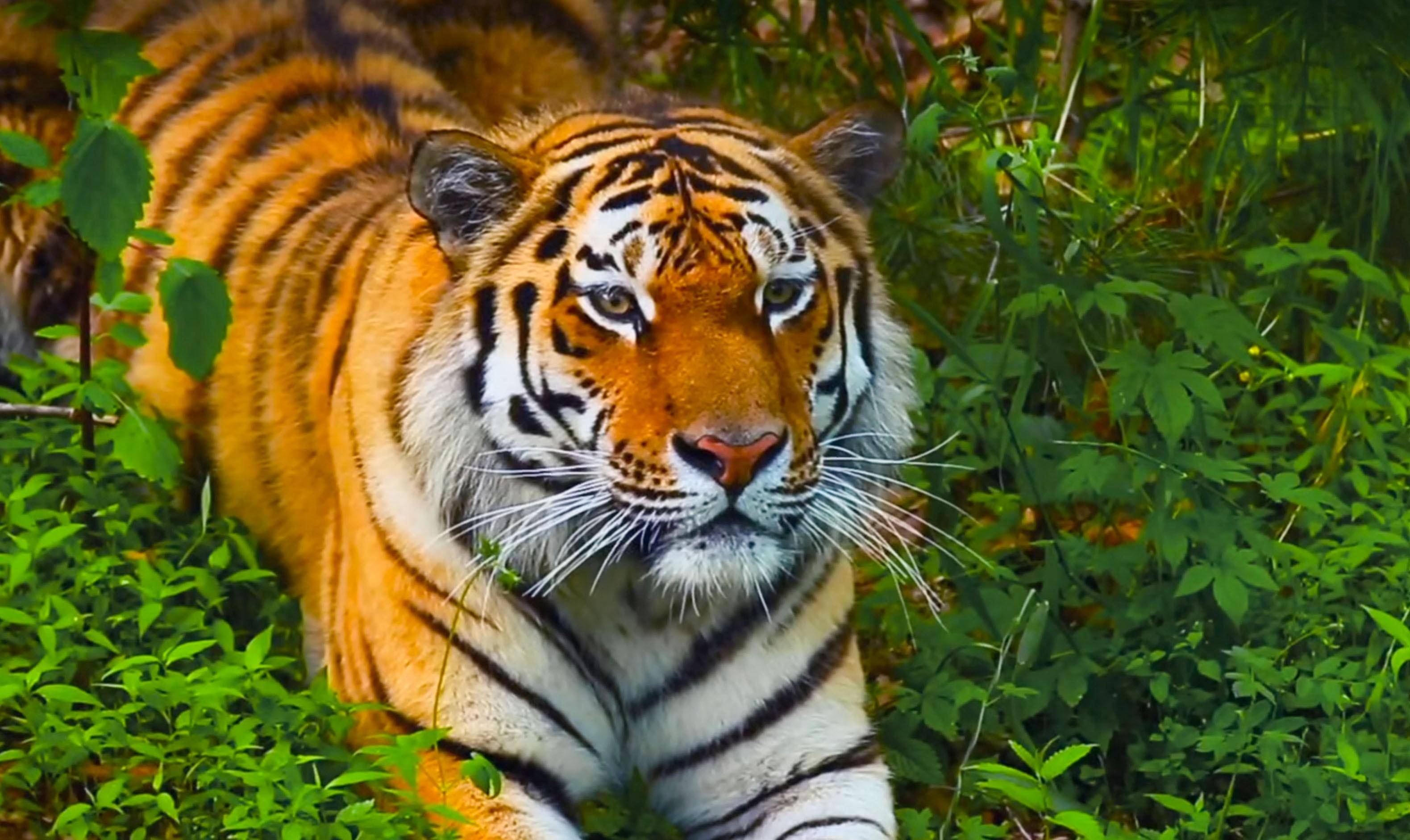 据监控画面显示,最初来的是一只大老虎,它一来就非常自在的躺在院门口