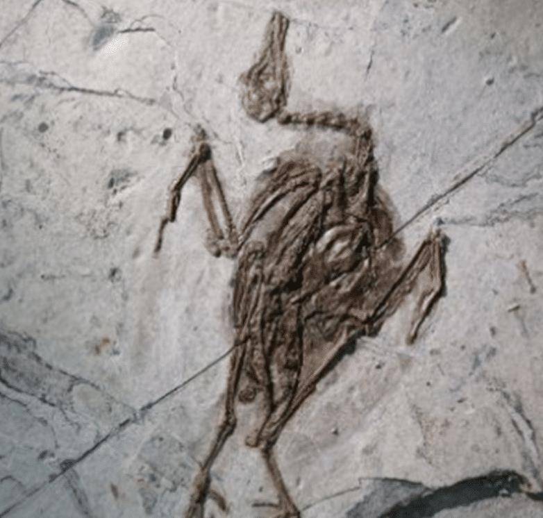 原创蝙蝠的先祖是何物考古学家发现125亿年前的化石长相吓人