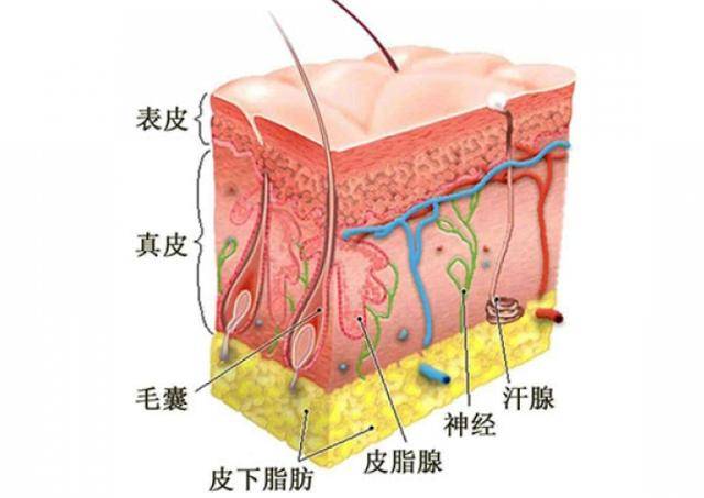 胳膊组织结构图图片