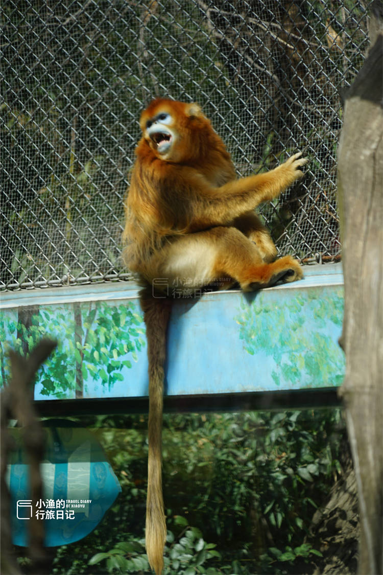 西安秦岭野生动物园半日游,全是细节,这份游玩攻略请收好_门票_猛兽