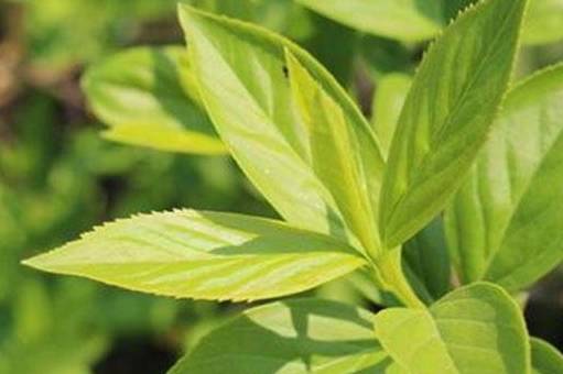 金钟花与连翘你能找出不一样的地方吗