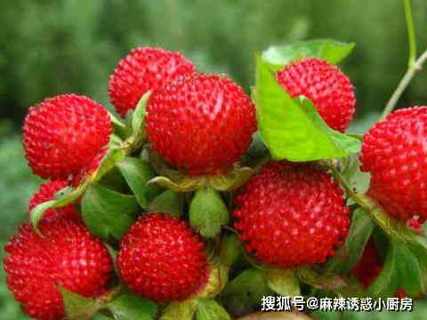 野生"红果子",毒蛇最爱舔,能弄晕一头牛,小时候都不敢吃_蛇莓_野果