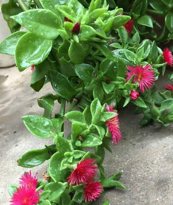 原创这种吊兰观赏食用两不误春天冒出新芽能做凉菜