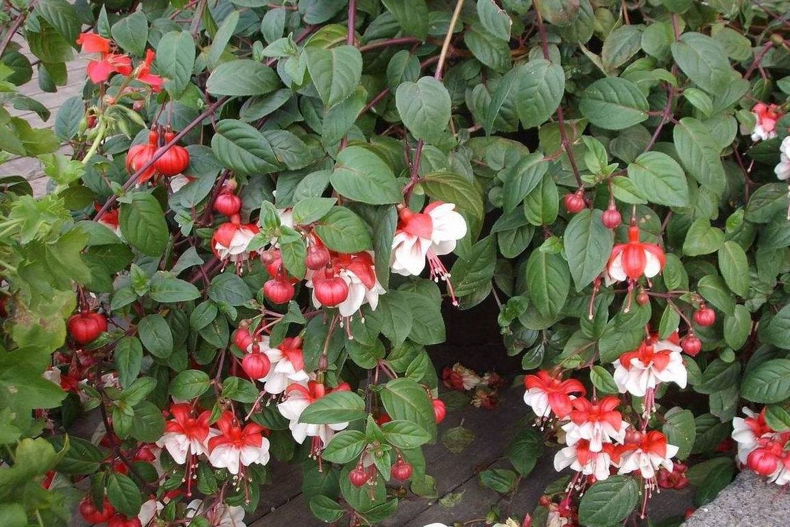 在家养1盆"倒挂金钟",开出花来像一个个小灯笼,特别的可爱