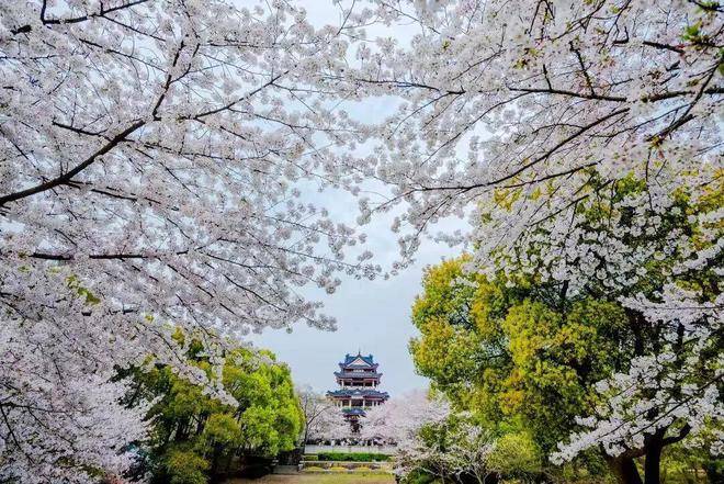 无锡这些地方…马上人山人海!_寒樱_吉野_景区