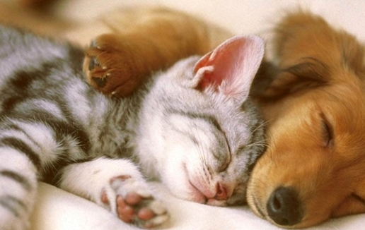 原创猫狗成为主流宠物不是偶然它们的优势是其他宠物很难具备的