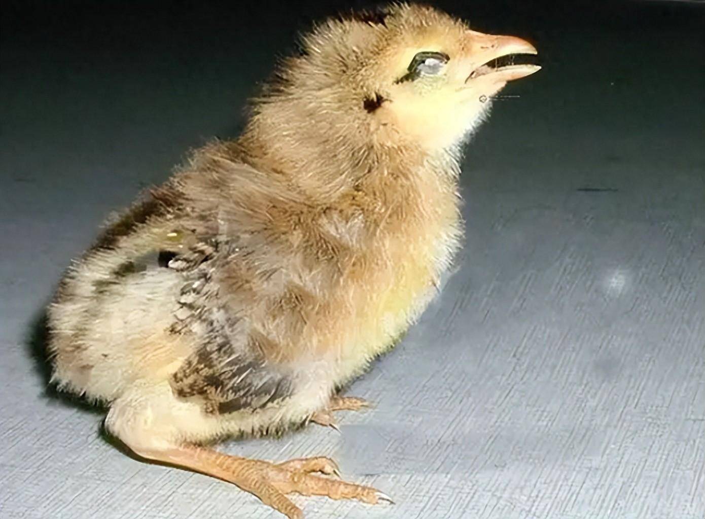 小鸡张嘴呼吸是什么病用什么药效果最好