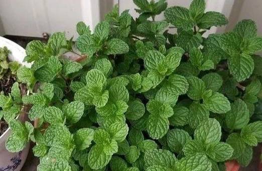 蒲公英_薄荷_紫苏