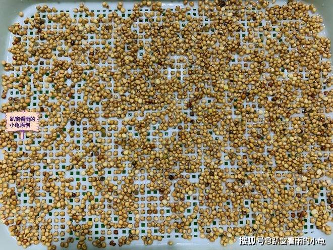 原创春吃芽鲜掉牙产自家中的春芽鲜香脆嫩做个专业的吃鲜人