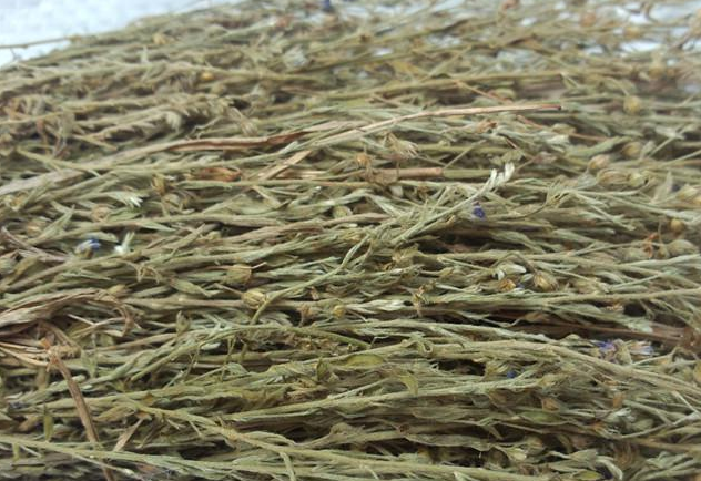 在农村,这种独角金草经常生长在农作物的旁边,比如玉米,小麦,高粱等