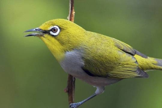 如果只给绣眼鸟粉料,粉料的话绣眼吃了拉得少,但是粉料营养不高,喂食